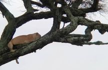  5 Days Classic Tarangire, Serengeti and Ngorongoro Crater Tour