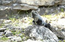 Amazing Jeep Tour Visit Punta Sur Park and San Gervasio Ruins