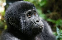  3 Days Gorilla Trekking Bwindi Forest and Uganda Tour