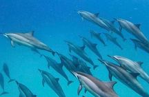Eco-friendly Dolphin Watching Tour in Mauritius