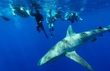 Swim with Sharks Cage-Free from Oahu