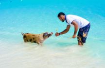 Paradise and Pigs Full Day Excursion from Puerto Plata with Lunch