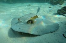 Snorkeling Adventure to Daymaniat Islands