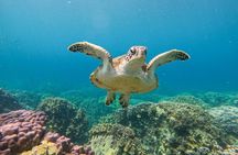 Snorkeling Adventure to Daymaniat Islands