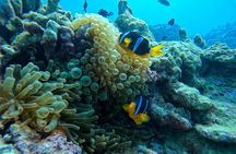 Daymaniat Islands Guided Snorkeling Adventure from Muscat