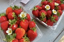 Strawberry & Eobi Valley & Nami Island & Garden of Morning Calm