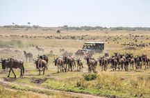 Ngorongoro Crater Day Trip – Shared Group Safari