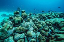 Aruba 2-Tank Dive Excursion for Certified Divers