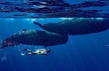 Eco-friendly Dolphin Watching Tour in Mauritius