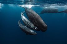 Eco-friendly Dolphin Watching Tour in Mauritius