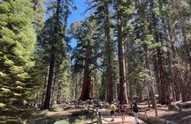 Yosemite National Park & Giant Sequoias Private Tour 