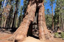 Yosemite National Park & Giant Sequoias Private Tour 
