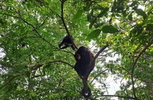 Howler Monkey Sanctuary and Belize City Tour