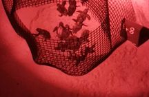 Sea Turtle Nesting Observation on Sal Island