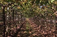 Tasting and lunch in cellar + Olive tree. Private transportation