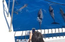 Diamond Head Sailing