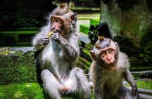 The Beauty Of Ubud Private Day Tour