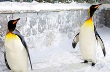 Dubai Fun in the Snow - Ski Dubai Tickets