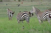 2 Days, 1 Night - Tsavo East National Park Safari 
