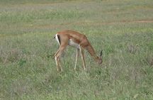 2 Days, 1 Night - Tsavo East National Park Safari 