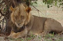 2 Days, 1 Night - Tsavo East National Park Safari 