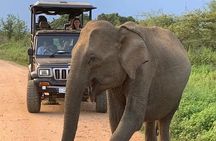 Day Tour from Colombo to Minneriya National Park Jeep Safari