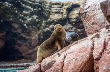 Nazca Lines and Paracas tour full day-organized from Lima