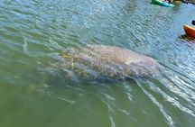 Manatee and Dolphin Kayak Tour