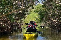 Manatee and Dolphin Kayak Tour