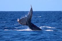 Whale Watching on Big island 