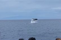 Whale Watching on Big island 