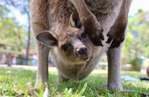 Private Nature Escape Tour 2 Days in Sydney