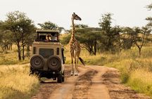 4 days Awesome Luxury safari Tarangire Serengeti & Ngorongoro 