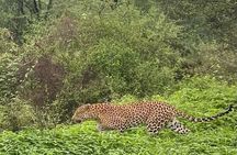 6-Days Private Luxury Golden Triangle Tour with Jhalana Safari
