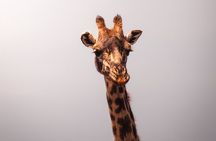  3 days Group tour Tarangire, Ngorongoro & lake manyara park