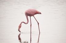  3 days Group tour Tarangire, Ngorongoro & lake manyara park