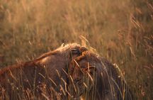  3 days Group tour Tarangire, Ngorongoro & lake manyara park