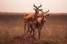 3 days to Serengeti NP and Ngorongoro Crater Tour in Tanzania