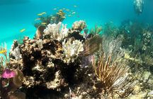 Half day Exotic private charter Rose Island, Pigs and Turtles