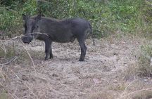  Full-Day Safari in Maputo National Park 