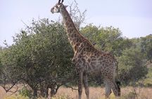  Full-Day Safari in Maputo National Park 