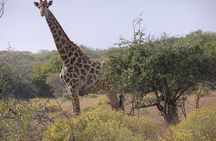  Full-Day Safari in Maputo National Park 