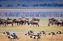 3Days luxury safari to Tarangire Ngorongoro crater and Manyara