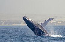 Catamaran Sailing Tour or Whale Watching at Boa Vista