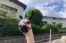 Llama hike through the wonderful Liechtenstein mountains