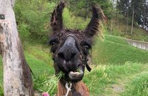 Llama hike through the wonderful Liechtenstein mountains