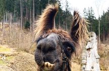 Llama hike through the wonderful Liechtenstein mountains