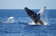 Whale and Dolphin Watching Experience in San Diego
