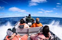 Whale and Dolphin Watching Experience in San Diego