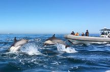 Whale and Dolphin Watching Experience in San Diego